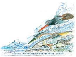 Un dessin de Didier de www.traversee-baie.com